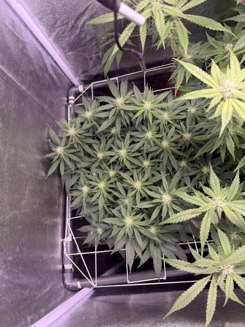 Mix  SL DWC 34 l /  GMOC Soil 12l 🌊vs??. Week 9