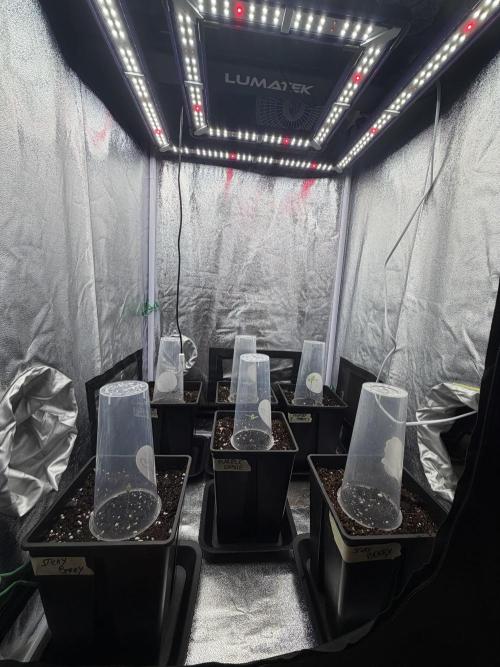 6 x 3,4l / 200w (SensiSeed). Week 1 - Day 1 (11 may)