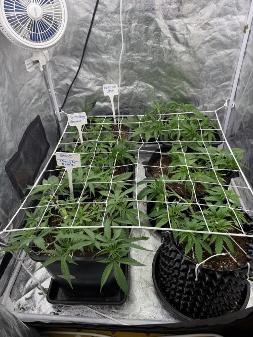 90x90 / 420 w / Mixed Strains. Week 4 - Day 32 (11 May)