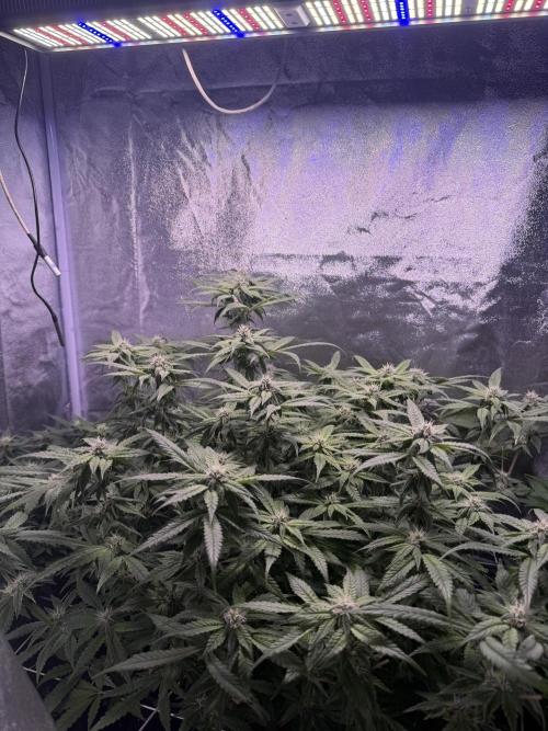 Mix  SL DWC 34 l /  GMOC Soil 12l 🌊vs??. Week 9 - Day 67 (11 May)