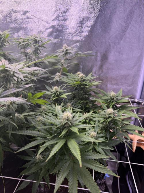 Mix  SL DWC 34 l /  GMOC Soil 12l 🌊vs??. Week 9