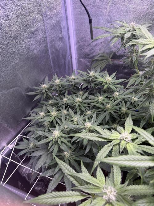 Mix  SL DWC 34 l /  GMOC Soil 12l 🌊vs??. Week 9
