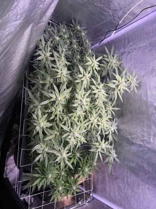 Mix  SL DWC 34 l /  GMOC Soil 12l 🌊vs??. Week 9