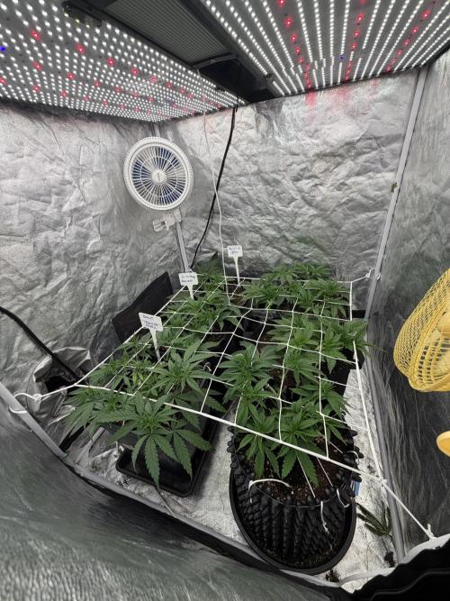 90x90 / 420 w / Mixed Strains. Week 4