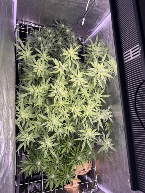 Mix  SL DWC 34 l /  GMOC Soil 12l 🌊vs??. Week 9