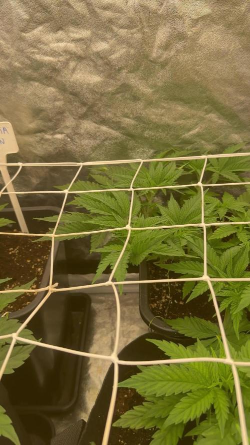 90x90 / 420 w / Mixed Strains