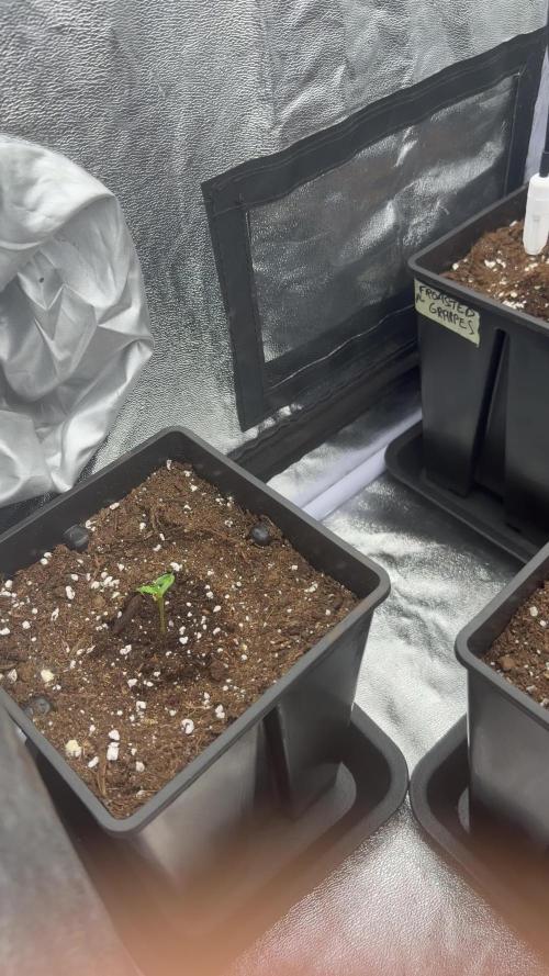 6 x 3,4l / 200w (SensiSeed)