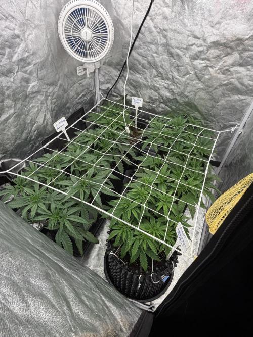 90x90 / 420 w / Mixed Strains. Week 5 - Day 35 (14 May)