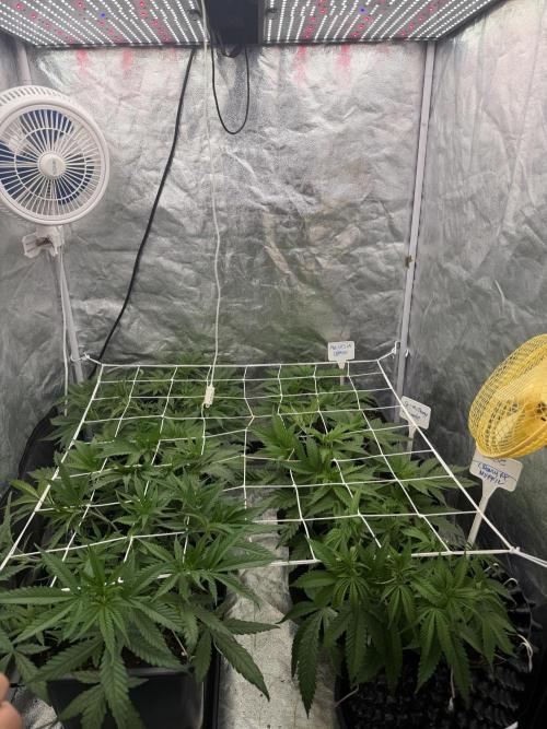 90x90 / 420 w / Mixed Strains. Week 5
