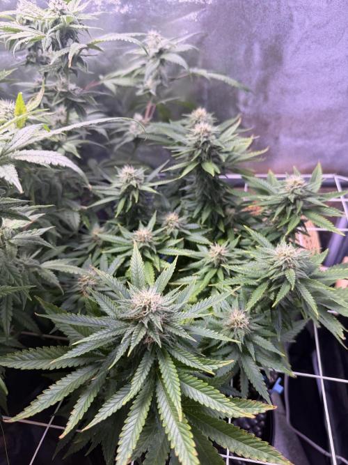 Mix  SL DWC 34 l /  GMOC Soil 12l 🌊vs??. Week 10 - Day 73 ( 17 May)