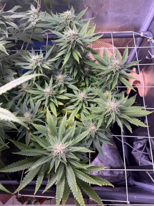 Mix  SL DWC 34 l /  GMOC Soil 12l 🌊vs??. Week 10