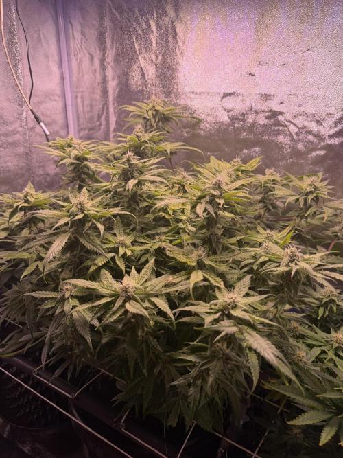 Mix  SL DWC 34 l /  GMOC Soil 12l 🌊vs??. Week 10