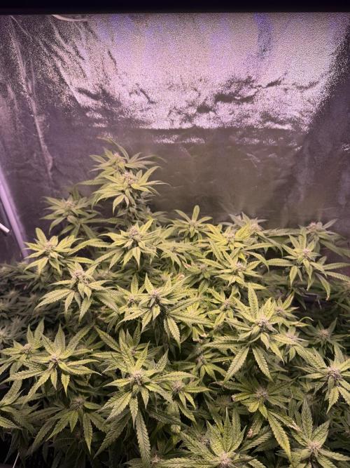 Mix  SL DWC 34 l /  GMOC Soil 12l 🌊vs??. Week 10