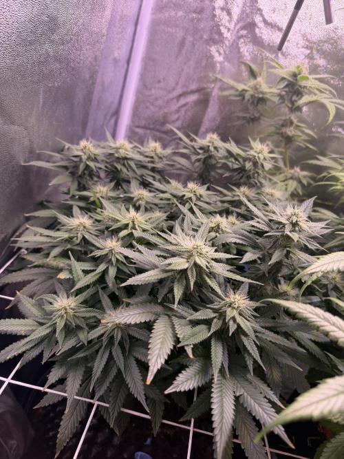 Mix  SL DWC 34 l /  GMOC Soil 12l 🌊vs??. Week 10