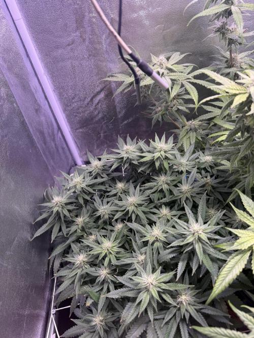 Mix  SL DWC 34 l /  GMOC Soil 12l 🌊vs??. Week 10