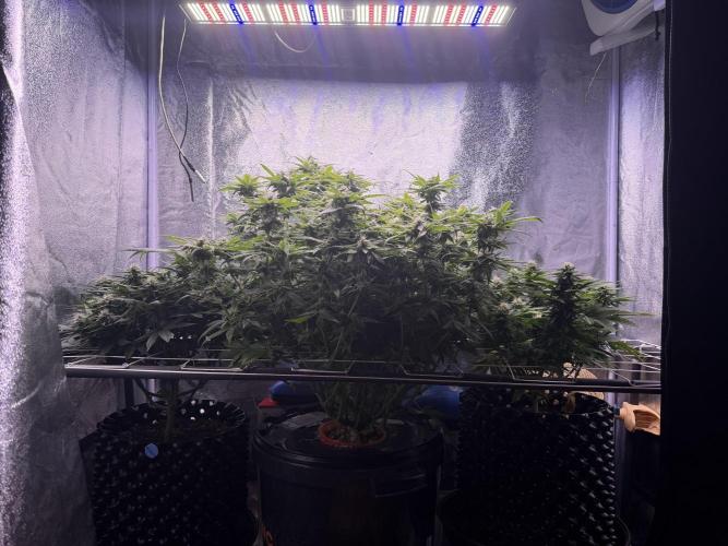 Mix  SL DWC 34 l /  GMOC Soil 12l 🌊vs??. Week 10