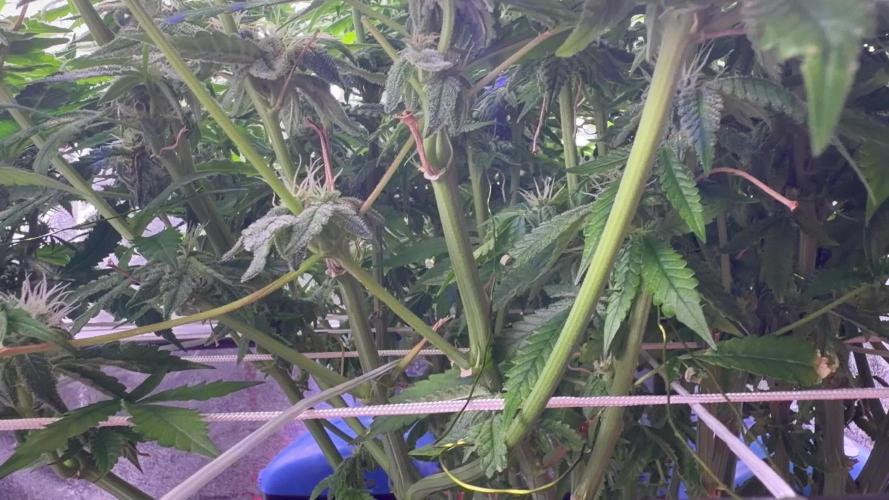 Mix DWC 34 l / Soil 12l 🌊vs??