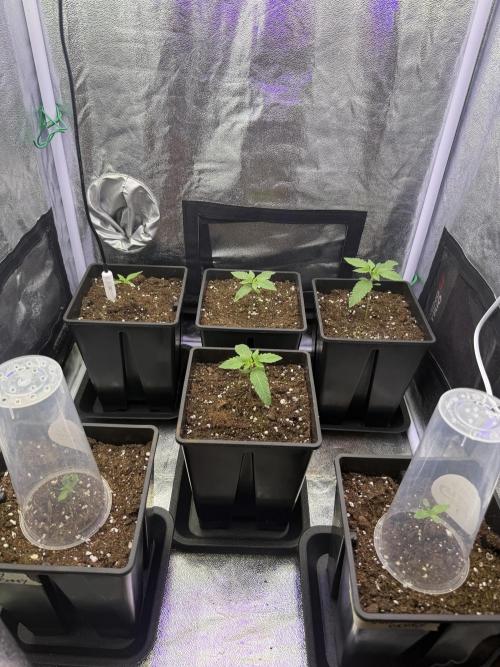 6 x 3,4l / 200w (SensiSeed). Week 1 - Day 6 (16 may)
