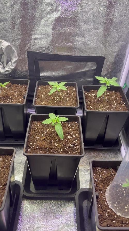 6 x 3,4l / 200w (SensiSeed)