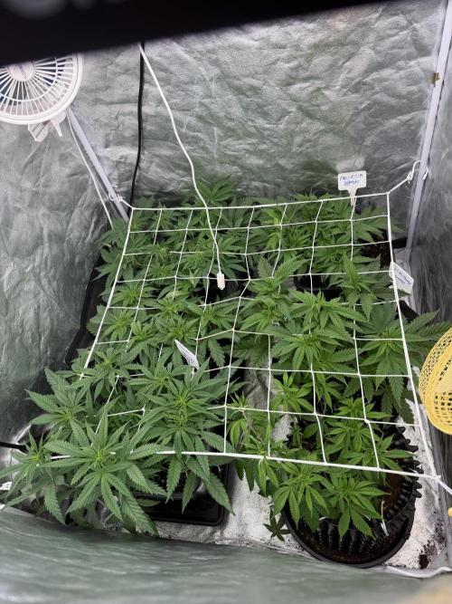 90x90 / 420 w / Mixed Strains. Week 5 - Day 41 (20 May)