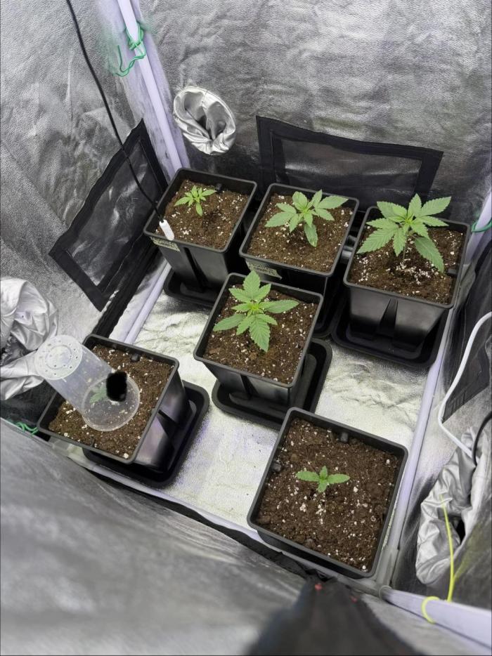 6 x 3,4l / 200w (SensiSeed). Week 2 - Day 9 (20 May )