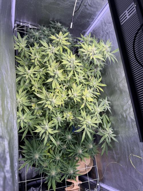 Mix  SL DWC 34 l /  GMOC Soil 12l 🌊vs??. Week 10 - Day 76 ( 20 May)