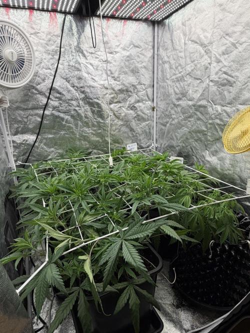 90x90 / 420 w / Mixed Strains. Week 5