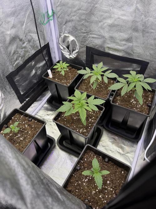 6 x 3,4l / 200w (SensiSeed). Week 2 - Day 12 ( 23 May)