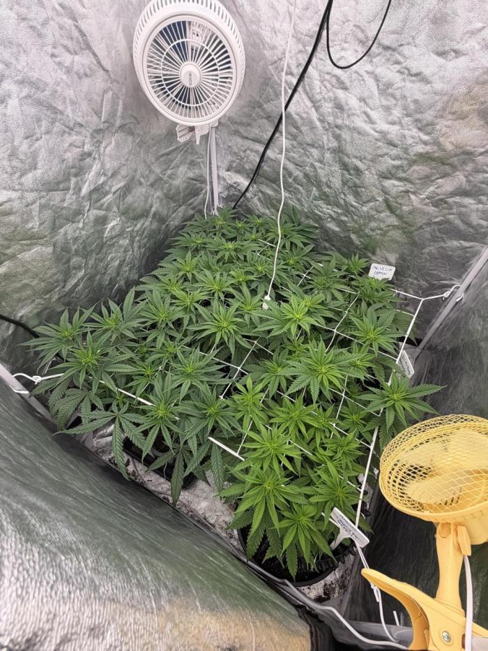 90x90 / 420 w / Mixed Strains. Week 6 - Day 43 ( 23 May)