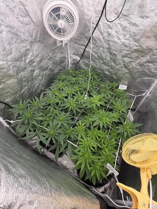 90x90 /420 w/ Best Breeders,Top Strain. Week 6 - Day 43 ( 23 May)