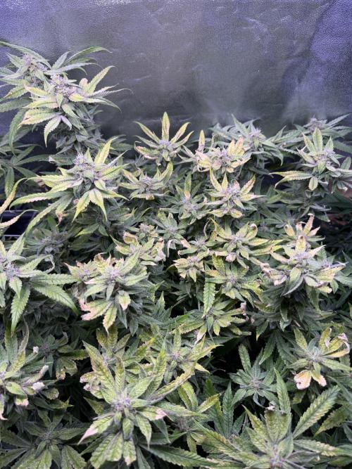 Mix DWC 34 l / Soil 12l 🌊vs??. Week 11