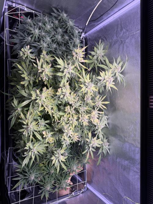 Mix DWC 34 l / Soil 12l 🌊vs??. Week 11 - Day 78 (22 May)