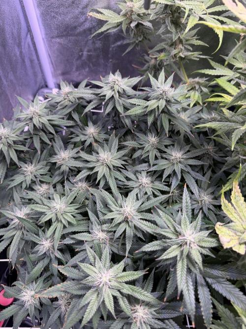 Mix DWC 34 l / Soil 12l 🌊vs??. Week 11