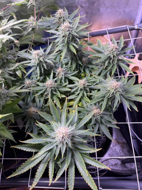 Mix DWC 34 l / Soil 12l 🌊vs??. Week 11