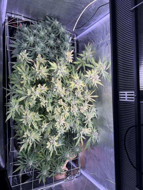 Mix DWC 34 l / Soil 12l 🌊vs??. Week 11
