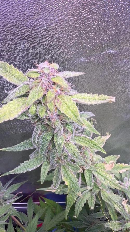 Mix DWC 34 l / Soil 12l 🌊vs??