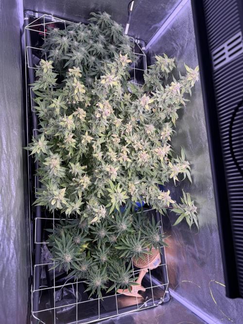 Mix DWC 34 l / Soil 12l 🌊vs??. Week 12