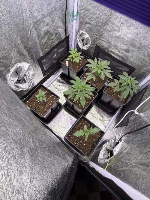6 x 3,4l / 200w (SensiSeed). Week 3 - Day 16 (27 may )