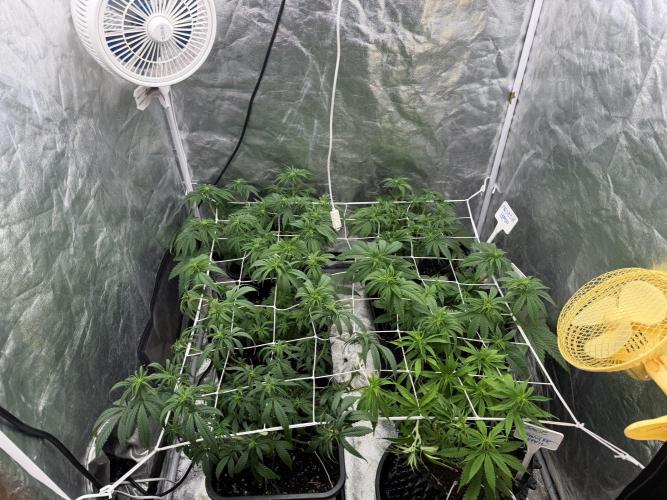 90x90 /420 w/ Best Breeders,Top Strain. Week 6 - Day 47 ( 27 May)