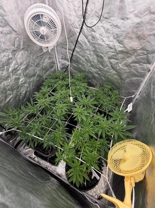 90x90 /420 w/ Best Breeders,Top Strain. Week 6