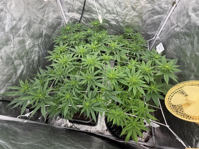 90x90 /420 w/ Best Breeders,Top Strain. Week 6