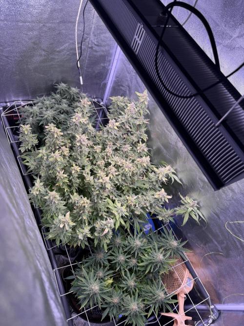 Mix DWC 34 l / Soil 12l 🌊vs??. Week 12