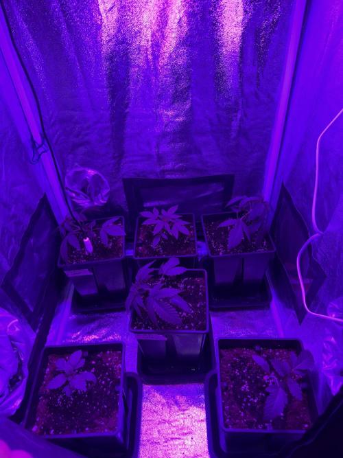 6 x 3,4l / 200w (SensiSeed). Week 3
