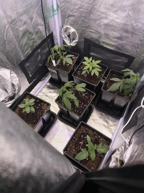 6 x 3,4l / 200w (SensiSeed). Week 3