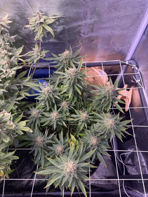 Mix DWC 34 l / Soil 12l 🌊vs??. Week 12 - Day 84 (28 May)