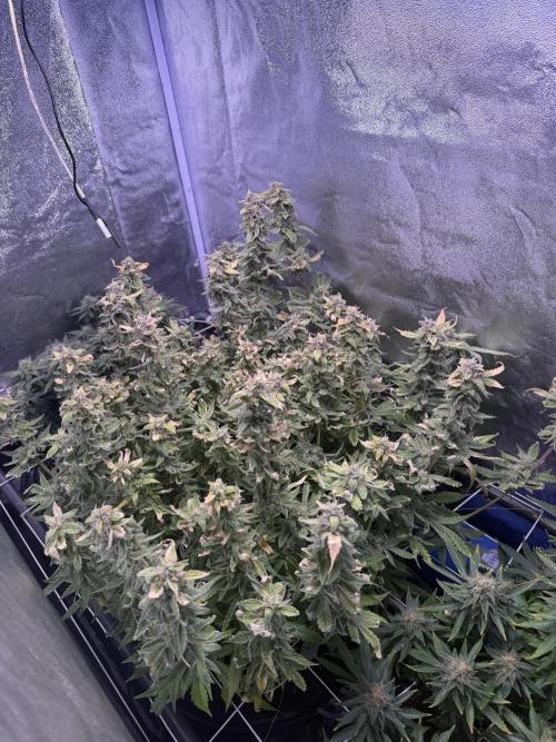 Mix DWC 34 l / Soil 12l 🌊vs??. Week 12