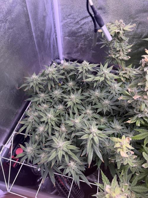 Mix DWC 34 l / Soil 12l 🌊vs??. Week 12
