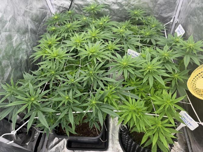 90x90 /420 w/ Best Breeders,Top Strain. Week 6 - Day 49 (29 May)