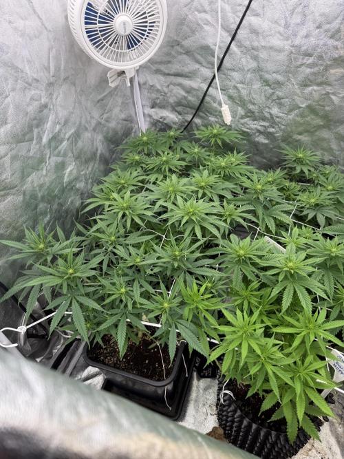 90x90 /420 w/ Best Breeders,Top Strain. Week 7 - Day 50 ( 30 May)