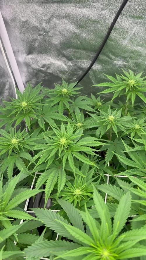 90x90 /420 w/ Best Breeders,Top Strain